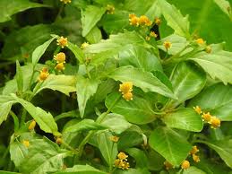 Image result for Spilanthes