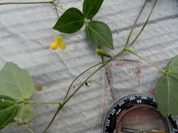 Image result for Vigna hosei