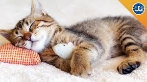 Cats sleep an average of 15 hours per day. Train Your Cat To Let You Sleep Jackson Galaxy