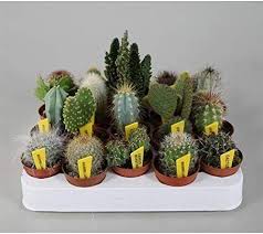 Blumen Senf Mini Kakteen Set Mit 10 Pflanzen Sortenschilder Zimmerpflanze Amazon De Garten In 2020 Mini Kaktus Kaktus Pflanzen