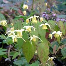 They are the allotropic forms of sulphur. Epimedium Flowers Of Sulphur Dorset Perennials