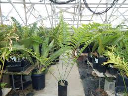 Image result for Encephalartos gratus