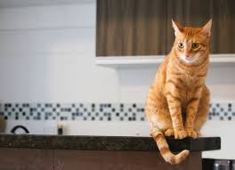Domestic cats, no matter their breed, are all members of one species. Chocolate Poisoning In Cats Petmd