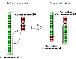 O que é gastrite exatamente? Um Homem Fenotipicamente Normal Tem Um Cromossomo Translocado Que Contem Todo O Braco Longo Do Brainly Com Br