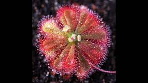 We did not find results for: Drosera Spatulata Youtube