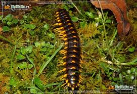 Black And Yellow Millipede North Carolina Flat Backed Millipede Em Sigmoria Em