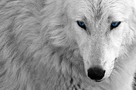 Black And White Wolf Pictures An Edit White Wolf Blue Desktop Wallpaper Background Wolf With Blue Eyes White Wolf Black Jaguar