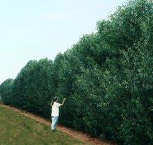 Radiant red stems make red willow hedge a standout during the dull dreary winter months. Willow Hybrid Tree Privacy Trees Backyard Privacy Landscaping Fast Growing Trees