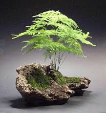 Bonsai More Pins Like This At Fosterginger Pinterest Asparagus Fern Plants Bonsai Garden