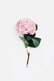 Holds color beautifully throughout the flowering season. Hydrangea Flowers Photography Hydrangea Wallpaper Flower Phone Wallpaper