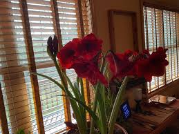 Helen Lopez Obituary