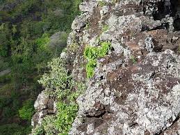 Image result for Nicolasia coronata