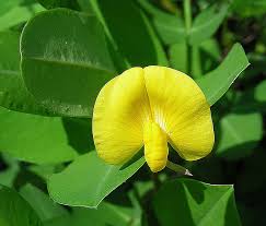 Image result for Kotschya uguenensis