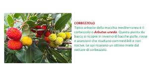 Le specie spontanee in italia sono oltre 30, di cui. Bacche Augurali Agrifoglio Lagrifoglio O Ilex Aquifolium Un