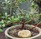 How to make a Ficus bonsai 🌿Chopped back, repotted & styled ...