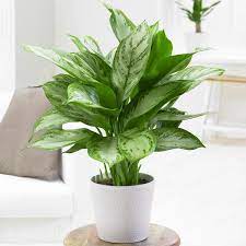 Pin On Healthy House Plants