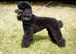 Medium Poodle - Breeds - DogBreedWorld