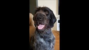 #342 german wirehaired pointer dog art print * pen & ink drawing by jan jellins. Kobnko Deutsch Drahthaar