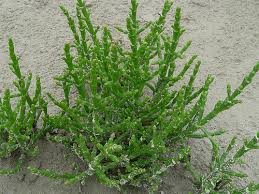 Image result for Salicornia perrieri