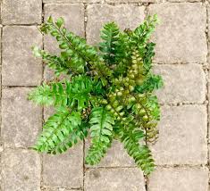 Image result for Didymochlaena