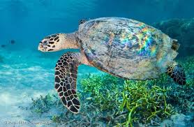 While this turtle lives part of its life in the open ocean, it spends more time in. Sea Turtle Greenpeace Usa