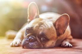 We did not find results for: Physical Emotional Benefits Of Using A Mobile Vet To Euthanize A Pet In Your Own Home