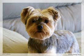 Pin By Juanita Bridges On Hair Teddy Bear Dog Yorkie Dogs Yorkie Haircuts