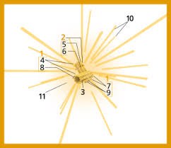 Check spelling or type a new query. Centriole Wikipedia