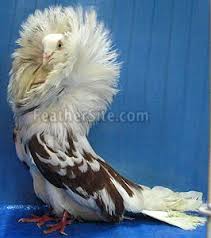 Jacobin Pigeon Developed Over Many Years Of Breeding In Asia Jacobin Pigeon Pigeon Breeds Pet Pigeon