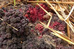 Image result for Sarcophyte piriei