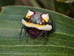 Image result for Poecilostachys