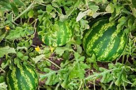 We did not find results for: The Best Companion Plants For Cucumbers In The Garden