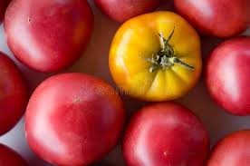 Growth stages from seed to flowering and fruiting plant with tomatoes isolated on white background. 911 Tomato Broken Photos Free Royalty Free Stock Photos From Dreamstime