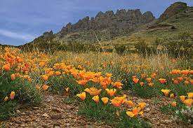 The stunning scenery of the spring canyon unit of the park provides a peaceful area for hiking or picnicking. Rockhound State Park Deming Nm 87045
