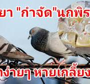 กำจัด"นกพิราบ"ง่ายนิดเดียว หายเกลี้ยงแบบถาวร