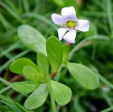 Image result for Bacopa