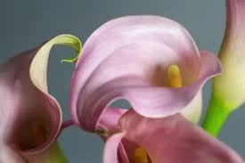 I only know people with the hardy arum lily who habve all had blooms. Calla Lily 911 How To Save Dying Calla Lilies Indoor Gardening