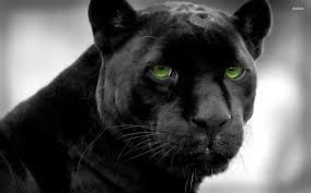 Unreal On Twitter Jaguar Animal Panther Pictures Black Jaguar Animal