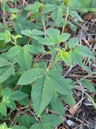 Image result for Cleome aculeata