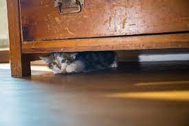 Cat tunnels are precisely what they sound like for those who may not know, and their designs vary greatly. Is Your Cat Hiding Here S Why And What To Do Catster