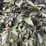 Image result for Rothmannia urcelliformis