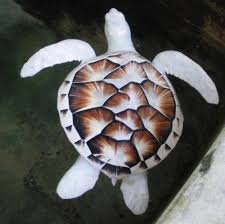 An Albino Turtle Living In A Sanctuary In Sri Lanka Albino Animals Rare Animals Weird Animals