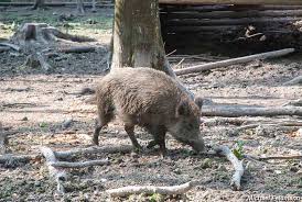 Ver todas as avaliações de 44. Tierpark Im Englischen Garten Eulbach