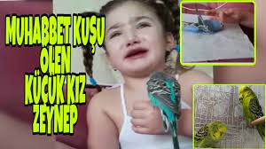 muhabbet kusu olen kucuk kiz zeynep show tv haber youtube
