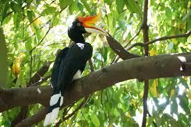 Kategori ketiga, tiket paket terusan dibagi. Kl Bird Park Dibuka Kembali Dengan Pematuhan Sop
