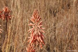 Image result for Aloe cameronii × greatheadii