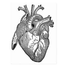 Check spelling or type a new query. Vintage Anatomical Heart Postcard Zazzle Com In 2021 Heart Art Print Anatomy Heart Art Anatomy Heart