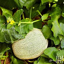 Hyacinths can also be placed in jars or special forcing glasses for chilling. How To Grow Cantaloupe As Big As Your Head Better Homes Gardens