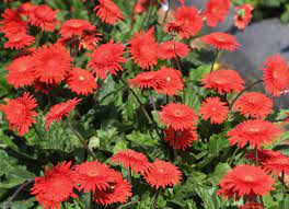 Scientists Show Flower Power With Desi Varieties Deccan Herald