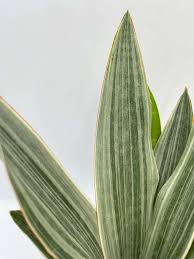 Image result for Sansevieria metallica